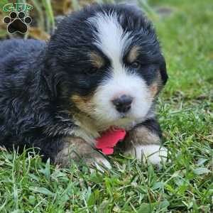 Oscar, Bernese Mountain Dog Puppy